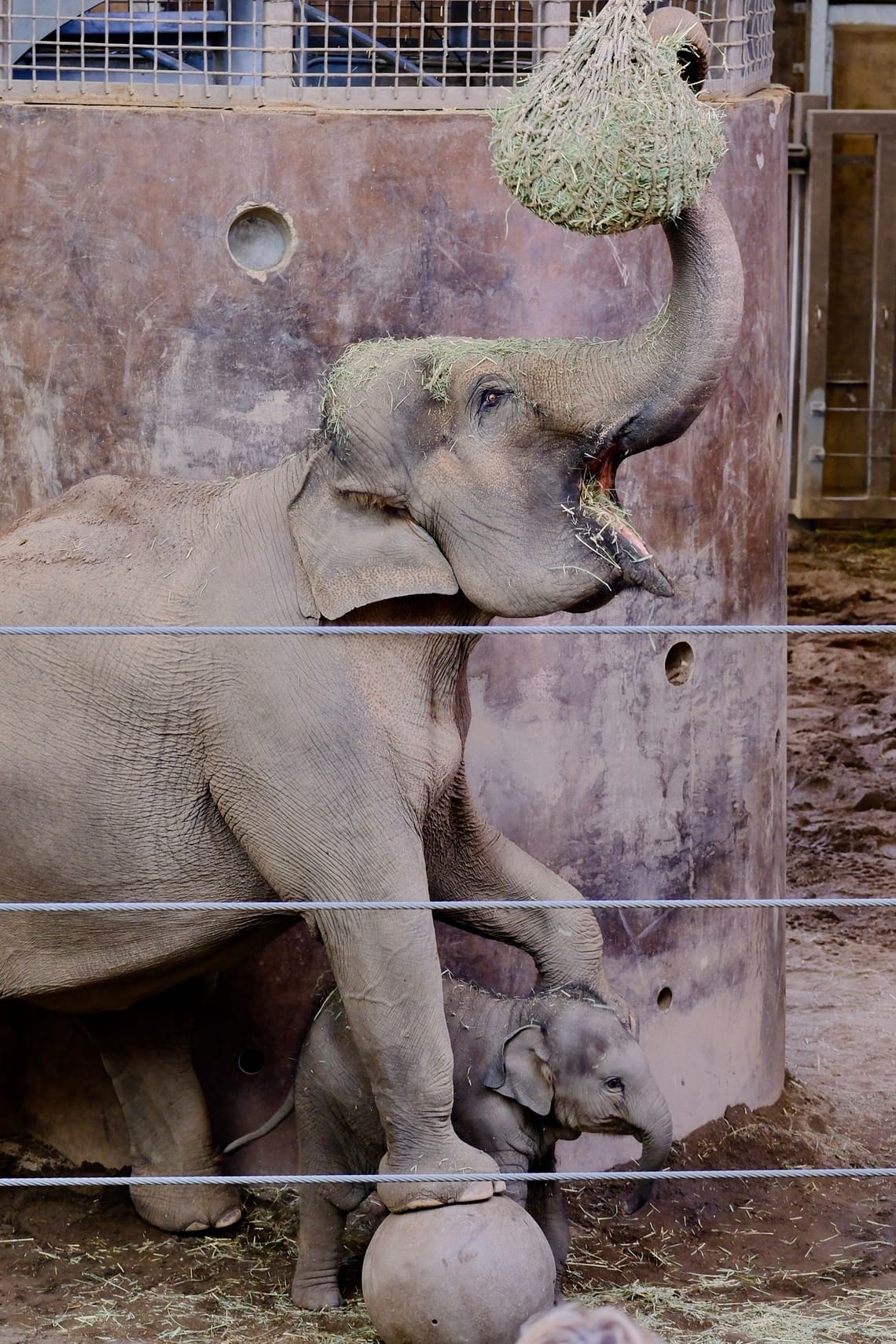 Adult elephant feeding from a hanging hay net while standing protectively over a small calf in a zoo enclosure.