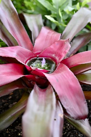 Neoregelia