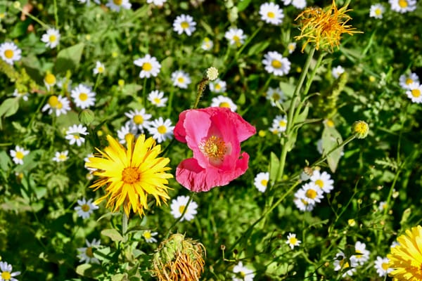 Penny's Flowers