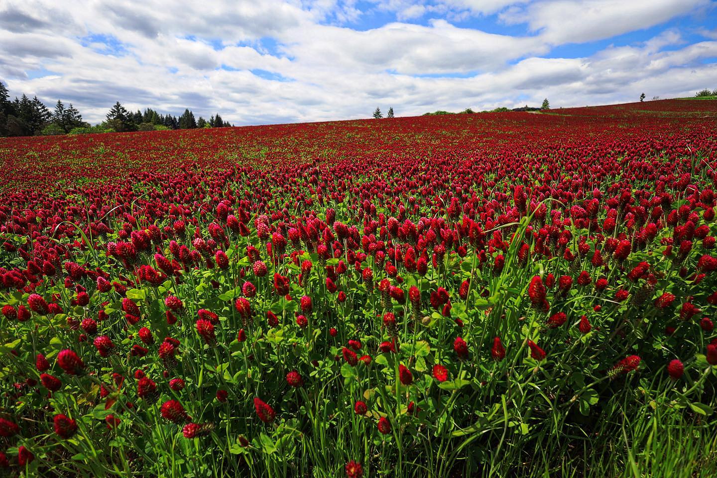 Made good on an intention to get out for a few minutes today. The crimson clover is in full effect. Almost doesn’t look real, but I didn’t touch the saturation…