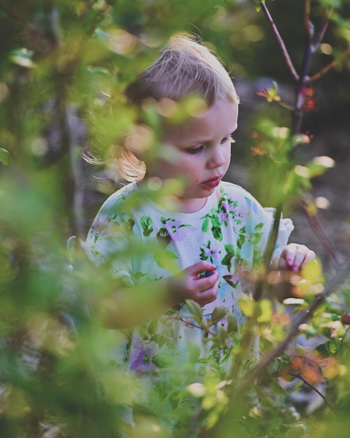 Hanging with dad, picking blackberries and blueberries.