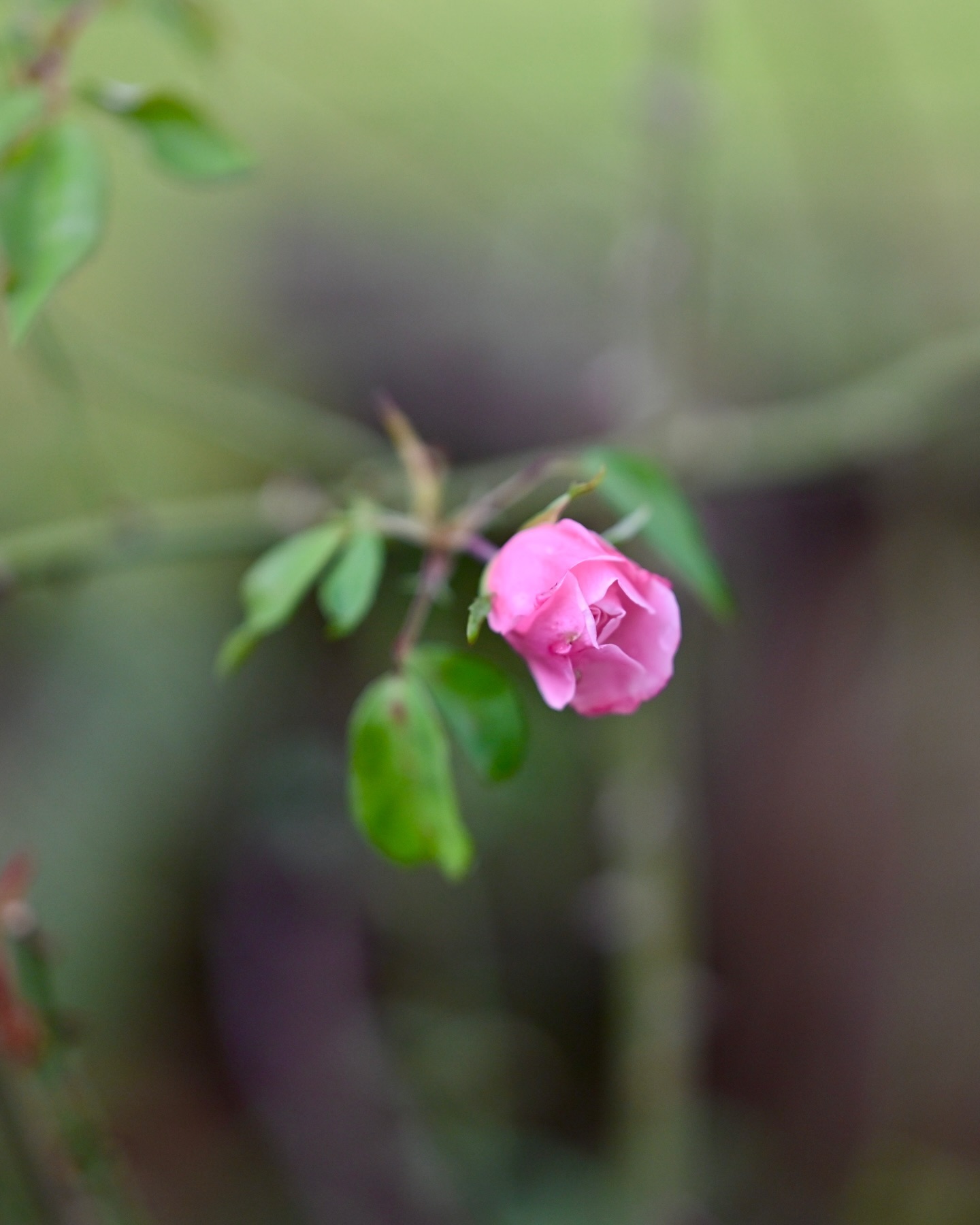 Binding rocks around the park. I love this time of year.
