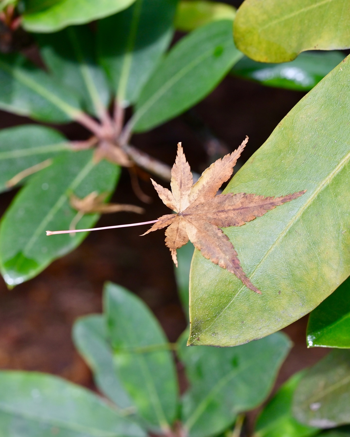 Binding rocks around the park. I love this time of year.