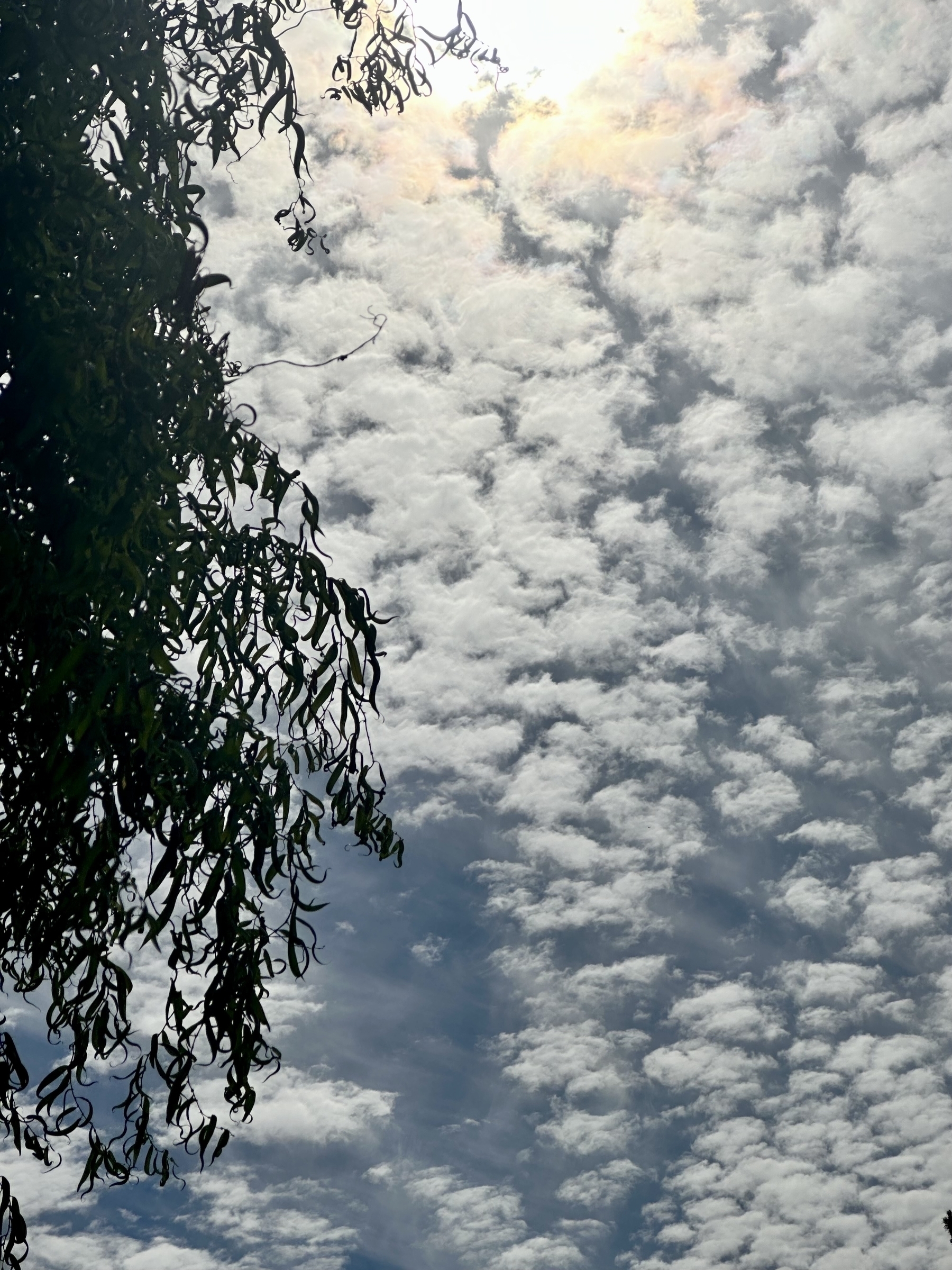 Leaves silhouetted against a sky filled with soft, fluffy clouds and a bright sunlight peeking through.