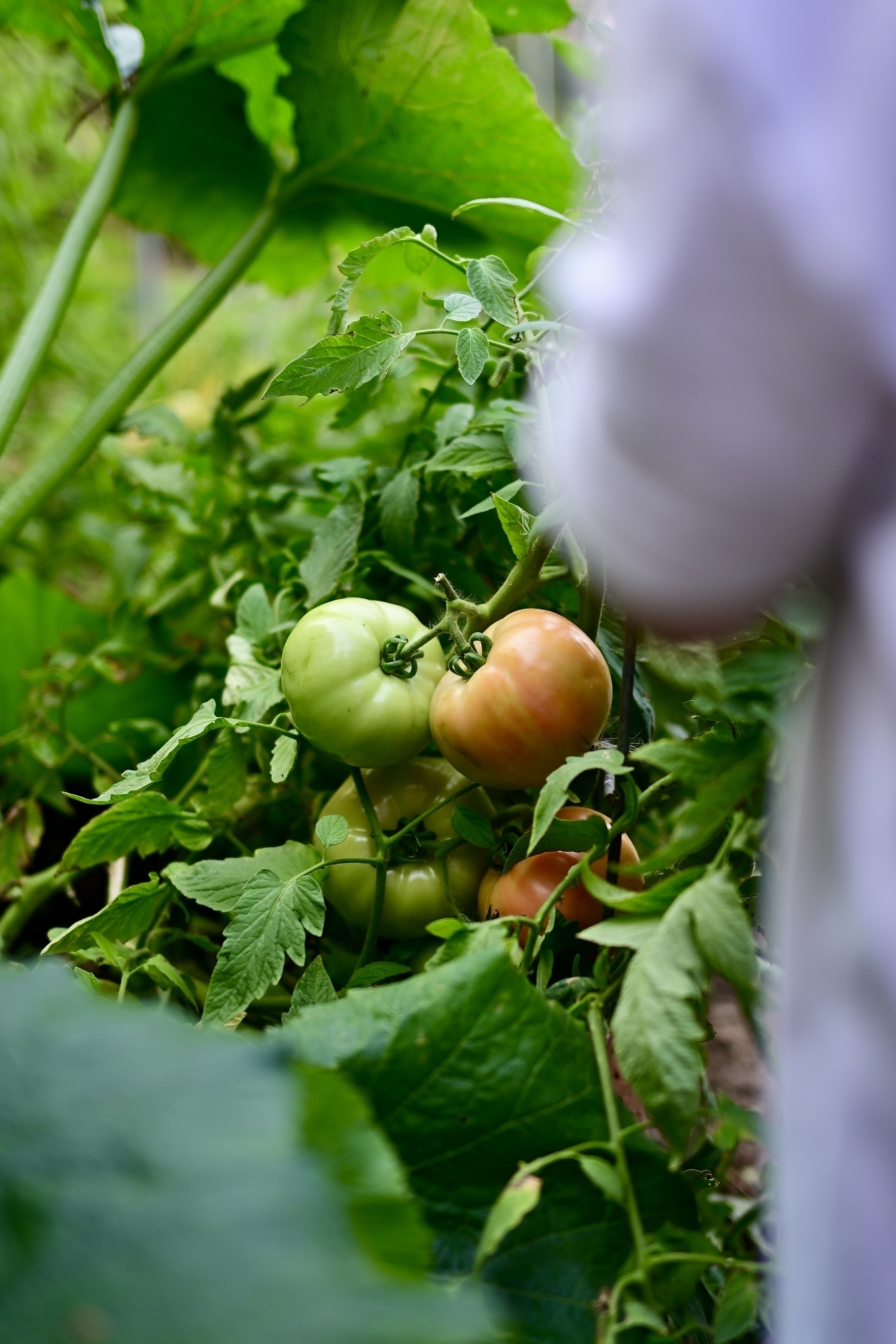 A cluster of tomatoes in various stages of ripening is surrounded by lush green foliage.