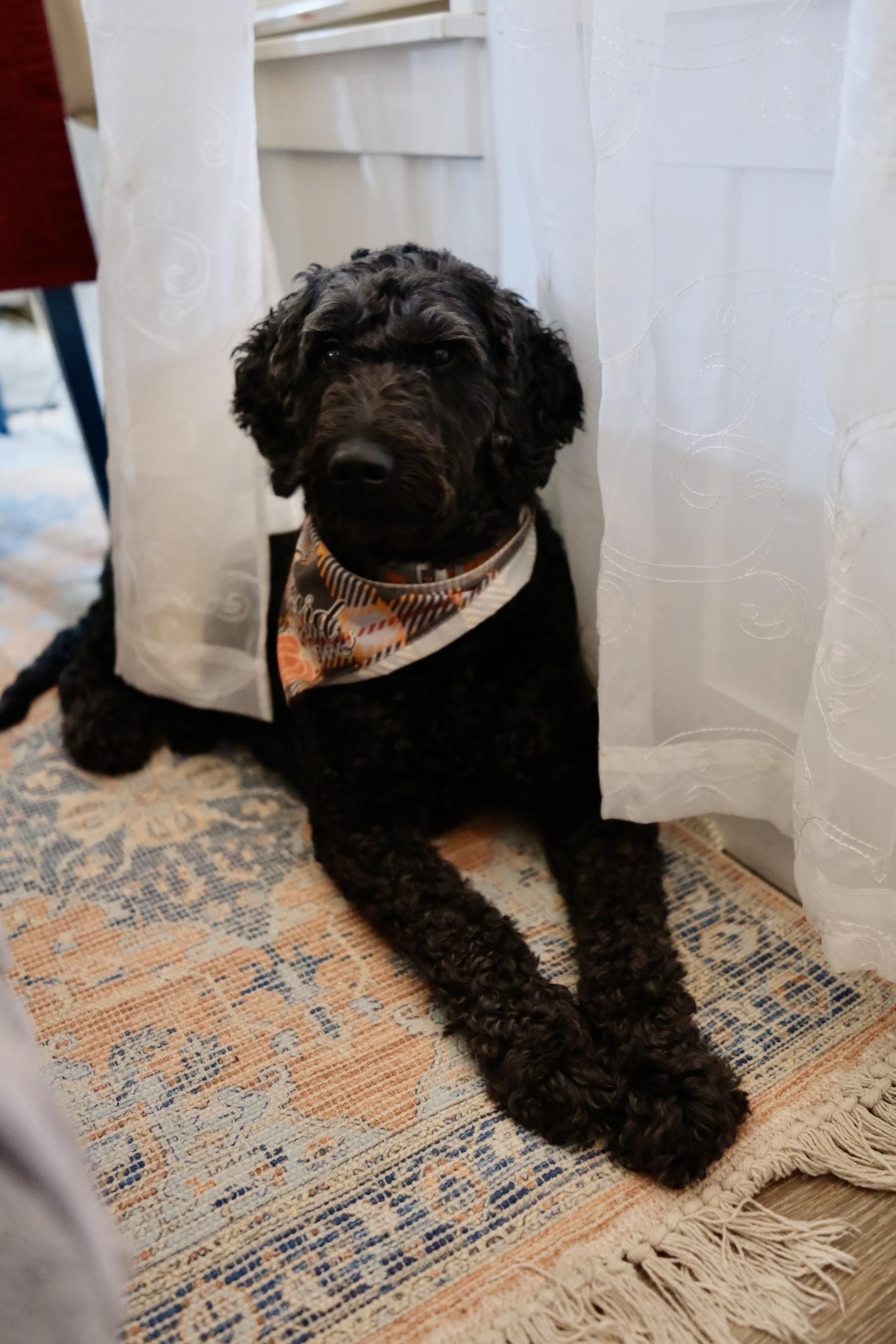 A black curly-haired dog with a patterned bandana sits on a patterned rug next to a white curtain.