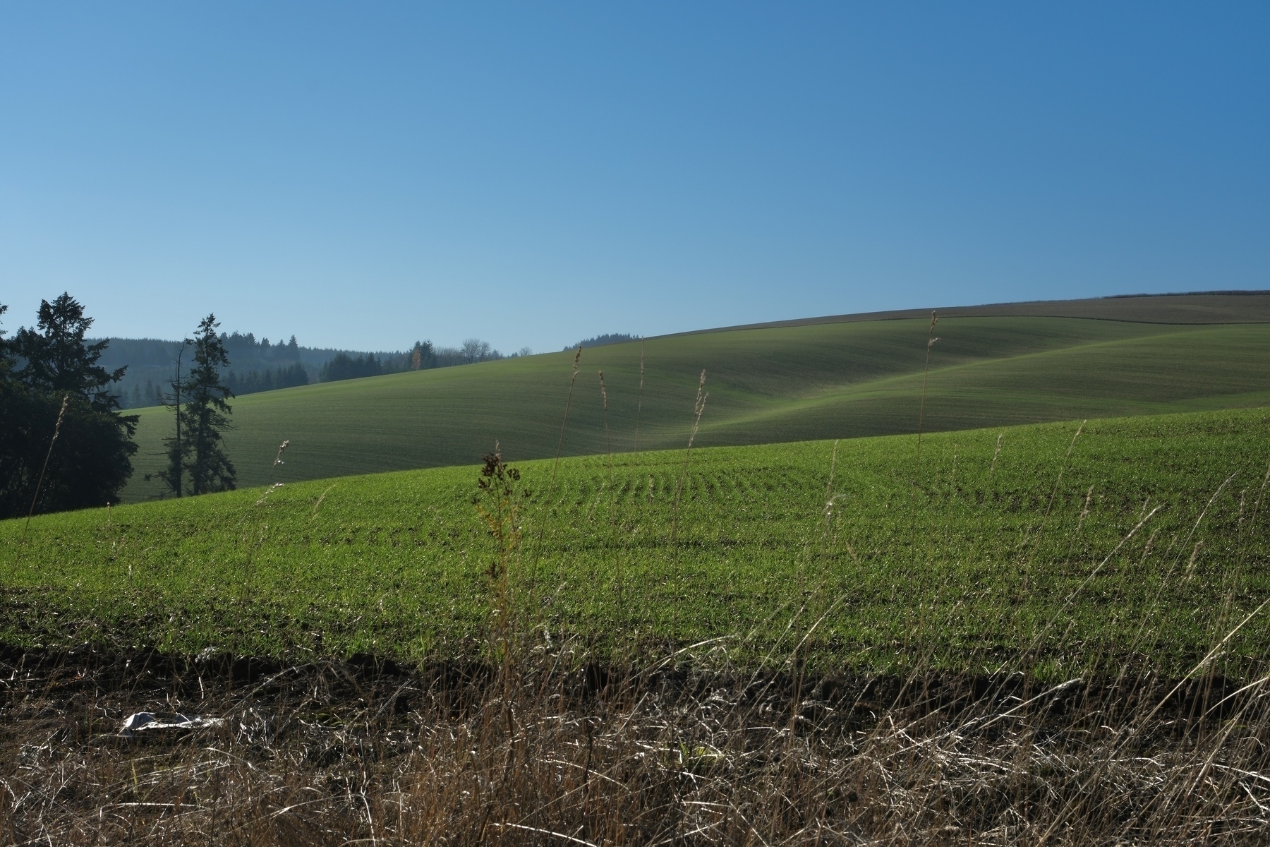 Rolling green fields stretch under a clear blue sky with sparse trees on the horizon.