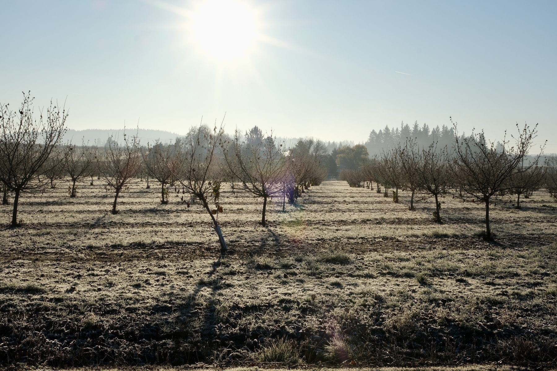 A frosty field of bare trees under a bright sun with a clear blue sky.