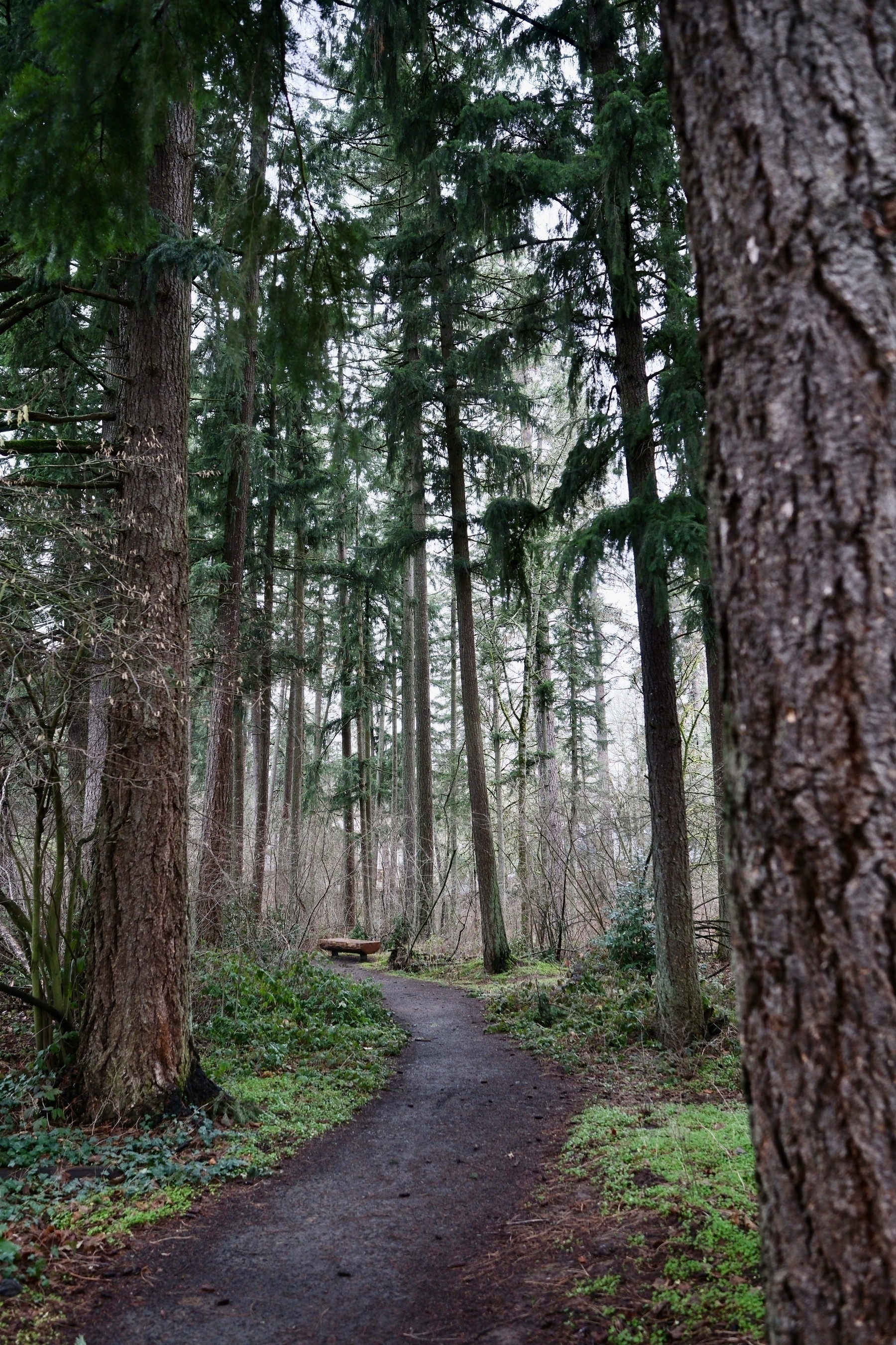  A narrow path winds through a lush, green forest with tall trees.